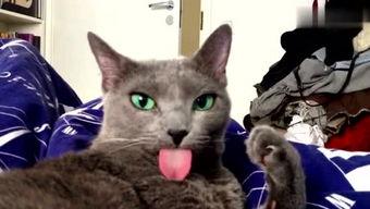 娱乐吃瓜酱貓咪,揭秘娱乐圈那些不为人知的幕后故事